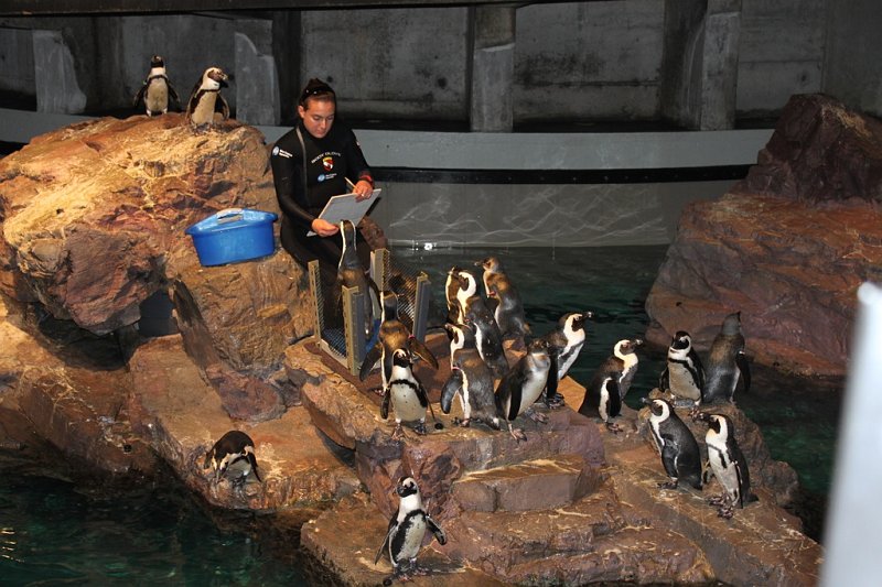 IMG_3714.jpg - Penguin presentation at the New England Aquarium in Boston