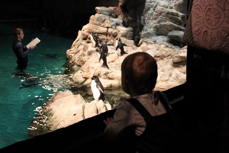IMG_3723.jpg - Watching the penguin presentation
