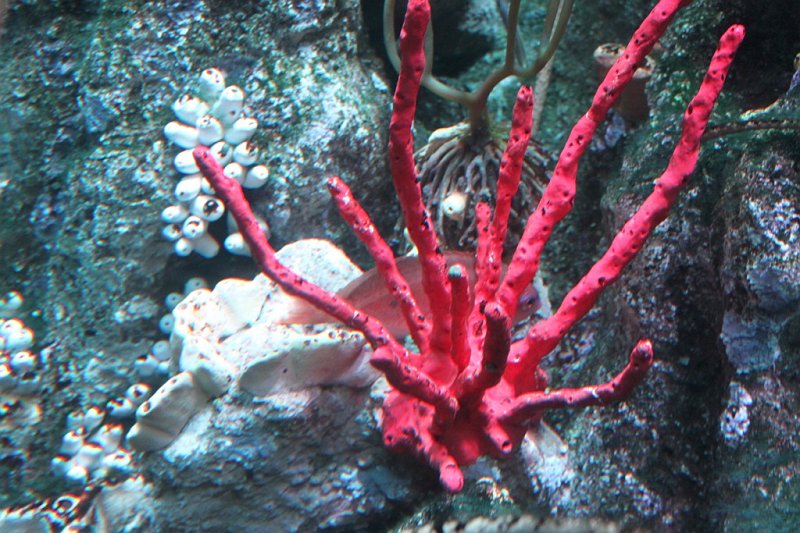 IMG_3726.jpg - Beautiful coral