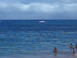 Dolphins swiming off the shore in Ka'anapali
